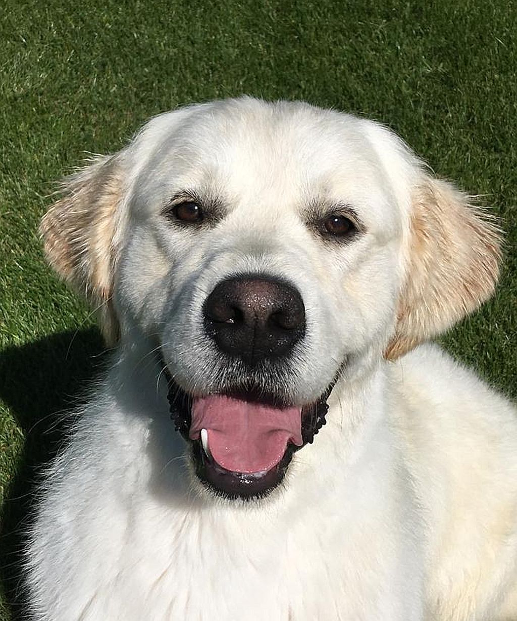 Carnaval Dorado Oliver Twist hoofd